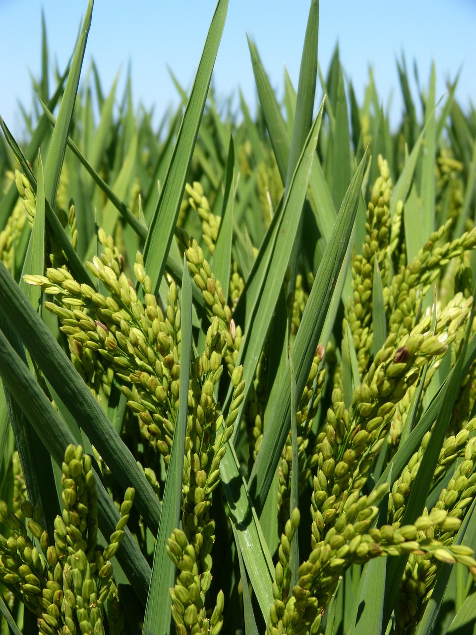 rice, rice paddy, ebro delta, rice, rice, rice, rice paddy, rice paddy, rice paddy, rice paddy, rice paddy